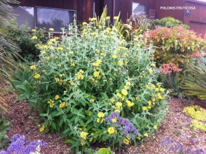 Phlomis fruticosa 2